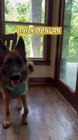 Duncan has his struggles, but he is also a hyper goofy dog! 😆 The constant entertainment is often unexplainable. We wish it was this personality all the time! #dogfamily #germanshepherd #dallasdogs #dogmom #funnydog #tailchaser