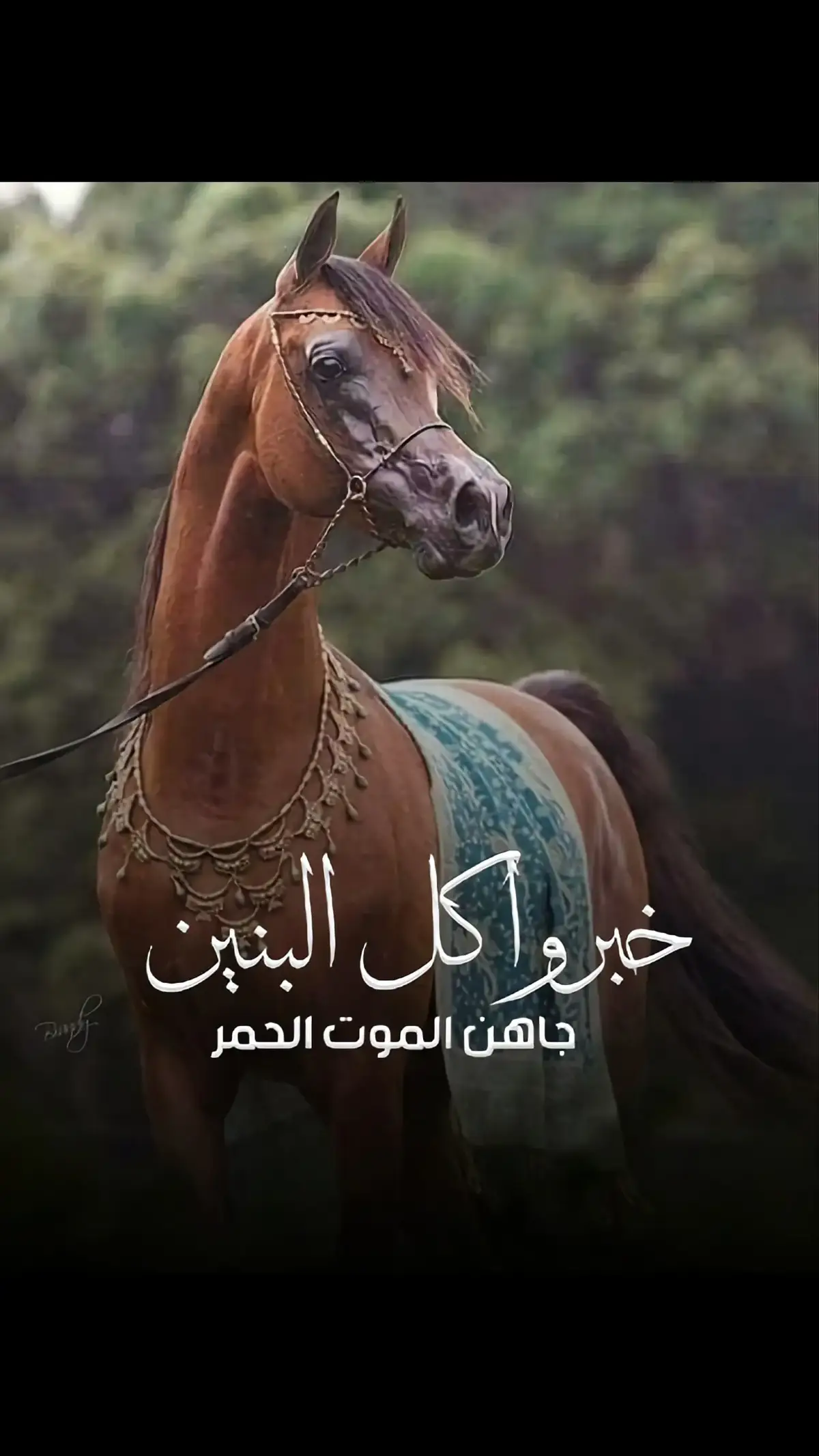 #شيلات #شيلة_رقص #شيلات_فهاد_العلي #لايك 