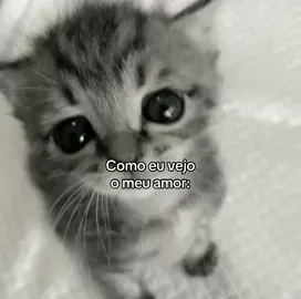 @siest #cat #gatos #fyppppppppppppppppppppppp 