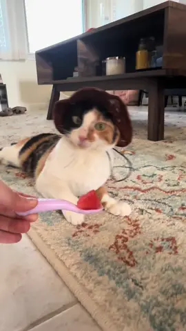 Watermelon is a moving target 🍉🍉 #wobblycat #cerebellarhypoplasia #cat #cats #asmr 