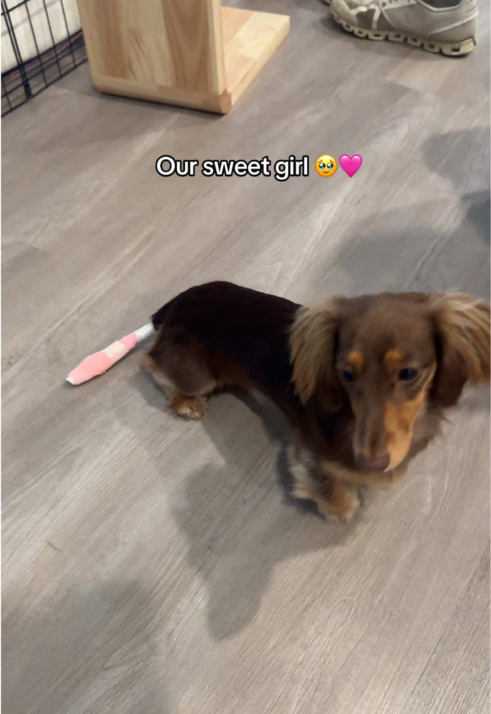 Our sweet Chica 🥹🩷 we had no clue what this was until yesterday & it was one of the scariest things I’ve ever seen but so grateful she’s feeling fine!!