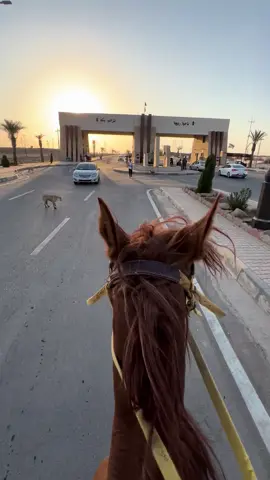 #غازي_الفضلي #الخيل_العربي_الاصيل🐎 