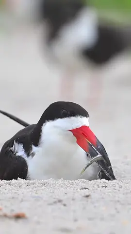 This black skimmer baby emerges when dinner arrives. As you can see on this chick, the upper and lower bill are the same length. This helps with being able to pick up food dropped on the ground by parents. At fledging at 4 weeks, the lower mandible will grow to nearly a half-inch longer than the upper. They use this unique design, by opening the bill and dropping the long, narrow lower mandible into the water, skimming along until they feel a fish. Then they relax the neck, quickly closing their jaws and whipping the fish out of the water.#wildlife 