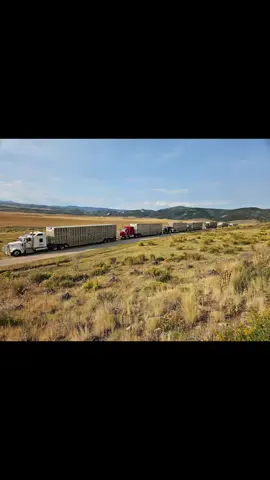 #cowtruckin #cowtruck #cowmobilin #bullhauler #fyp 