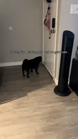 Look at that tail wag 🌀 #pugsoftiktok #puglife #blackpug #pugtok #ocpug 
