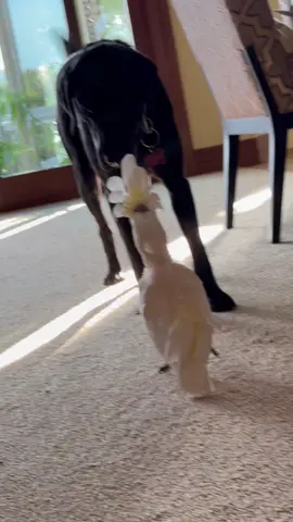 Morning bird and dog kisses 🥹 #cockatoo #bird #dog #friends #cuteanimals 