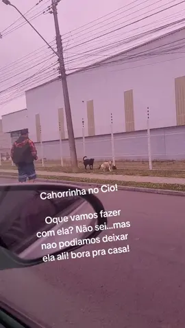 Hoje de manhã vimos essa cachorrinha que está no cio correndo desesperada tentando fugir dos cachorros, depois de muitas tentativas quando ela cansou, meu marido conseguiu pegar e trouxemos pra casa mas infelizmente não posso ficar com ela pois tenho 4 cachorros territorialistas! Agora tentar achar um lar com muito amor pra ela !! #cachorroperdido #sos4patasparana  #forçaanimal  #cachorrosabandonados  #protecaoanimal