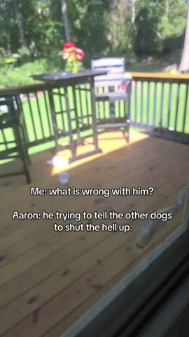 Bahaha 🤣 I dont know whats funnier the fact he just dont even get up or the fact he is definitely being a Karen lol Absolutely hilarious, he definitely is a mess lol  The bad weather and finally a purdy day and them dogs justa  barking has him all in his feels 🤣. #huskylife #huskysoftiktok #huskymom #dogdrama #contentcreator 