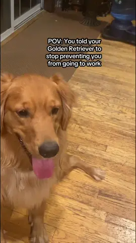 Smart move Max 👀😳 #goldenretriever #menacedog #goldenretrieverlife #dogtok 