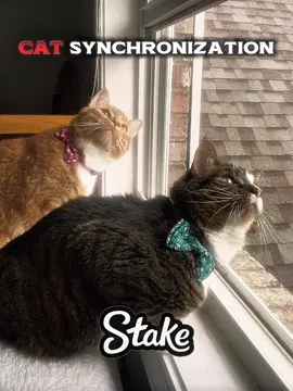 Cat synchronization ☠️