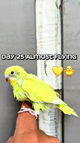 Day 25 Baby Budgie 🐥💛 First Flight Coming Soon! #babybudgie  #budgietok #birdtok #petbirds  #creatorsearchinsights 