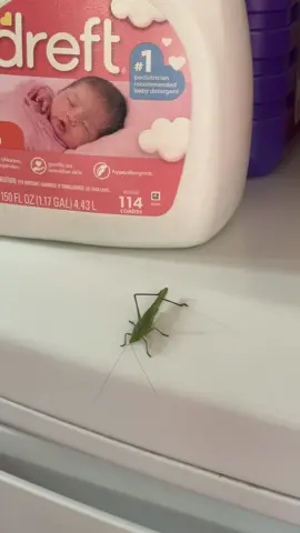 #leafbug 
