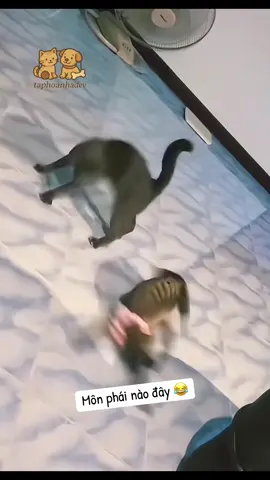Nhận tại hạ một lạy 😂#taphoanhadev #catlover #funnyvideos #funnymoments #kutepet98 