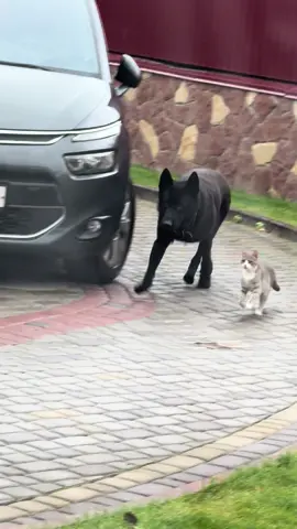 якщо що, з кицьою все добре) вони граються так з того часу як кішка ше була котеням🥹🫶🏻#тварини #dogandcat #dog #cat 