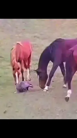 #animal #animalsoftiktok #horse #honeybadger #ostrich 
