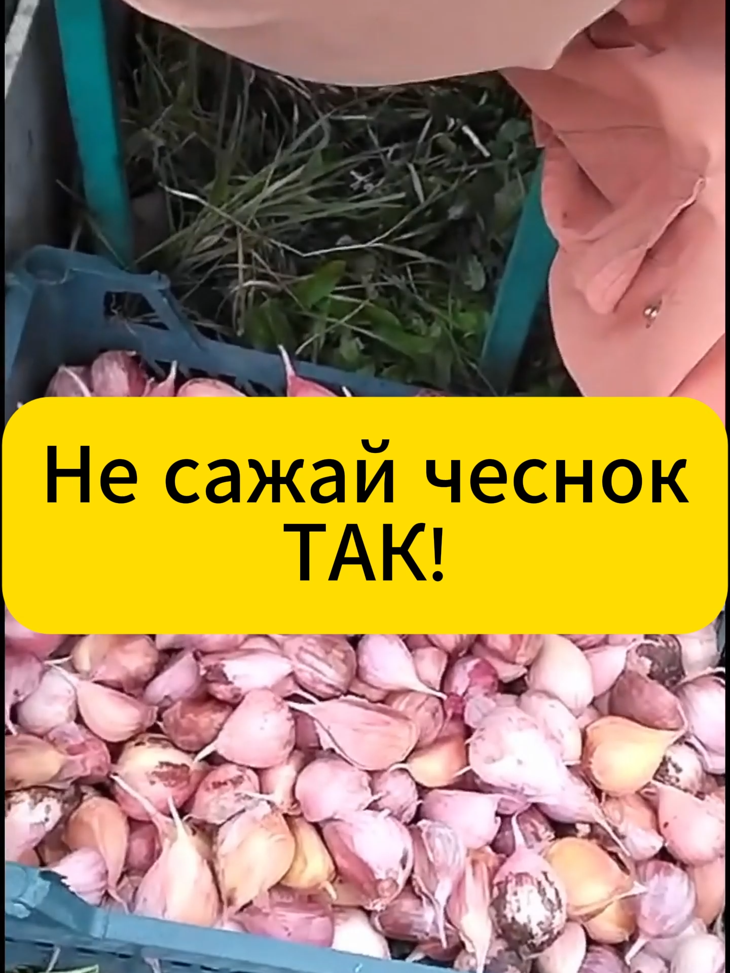 Никогда не сажай так озимый чеснок! #дача #огород #лайфхак #чеснок #чеснокозимый #посадкачеснока