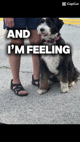 #feelinggood #animalsoftiktok #positivitygang #dogdaysofsummer #florida 
