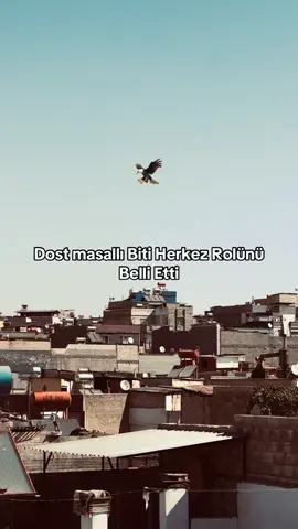 SÖZ BIRAK🦅#serkanbey34 #storytime #fypシ゚ #viralvidosu #keşfet 