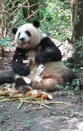 #huahua #panda #pandalover🐼 #cute #fyp 