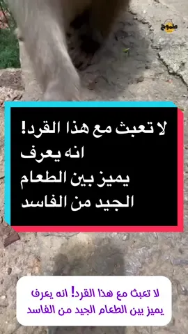 لا تعبث مع هذا القرد! انه يعرف  يميز بين الطعام الجيد من الفاسد #keto_world_ #ambition_75 