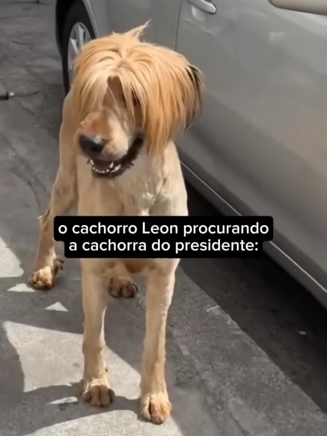 O cachorro Leon kkkk #residentevil #residentevil4 #leonkennedy #foryou #foryoupage #dog 