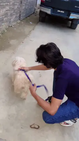 Koko 🩶 #doglovers  #foryou  #foryoupageofficiall 