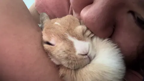 Help me, please!!!!  #rabbit_🐰💓 #rabbitsoftiktok #rabbit #บราวนี่บลอนดี้ #pet 