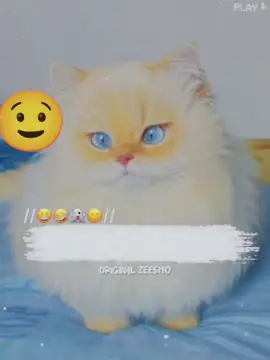 Understand😂😌👉@🦋Gul e Zahra🦋  #funnyvideos😂 #foryou #trending #poetry #original_zeesho 