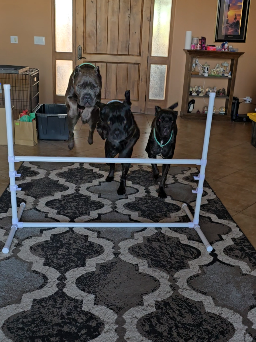 just goofin around with the girls  #dogsoftiktok #canecorso 