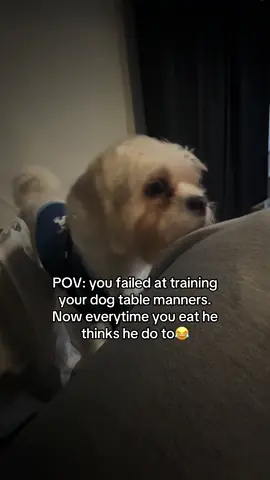 Mind you I did not start him like this!!!! Everyone just gives him food and I have to suffer like this !!!