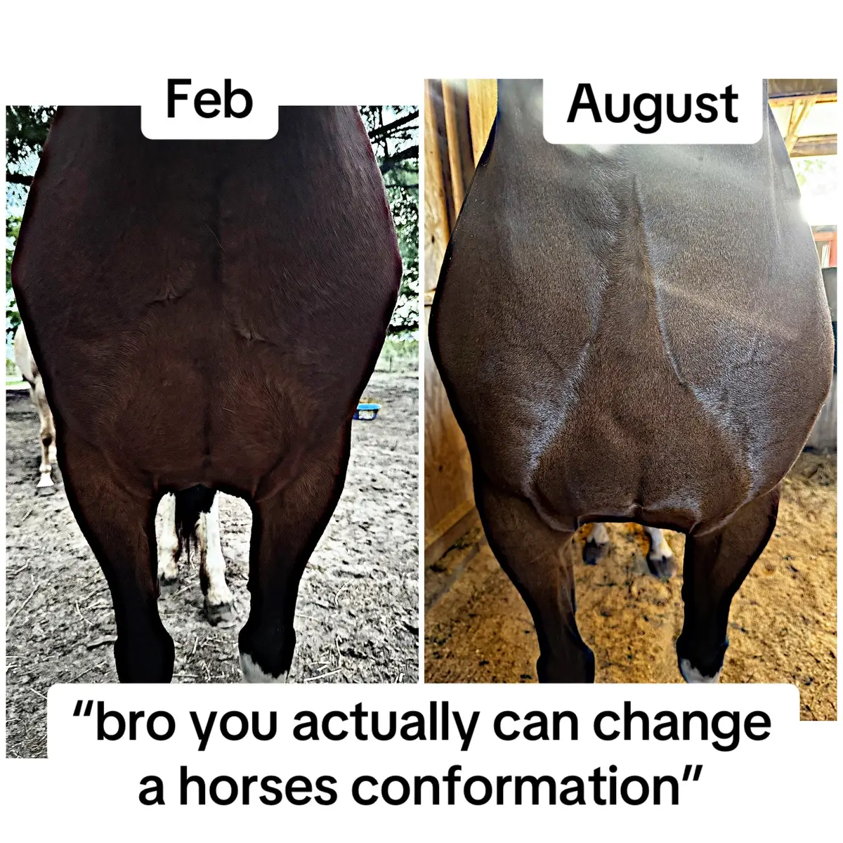 #horsemanship #equestrian #horsetok #horsetraining #conformation #transformation #horsebodywork #warmblood #dressagehorse 