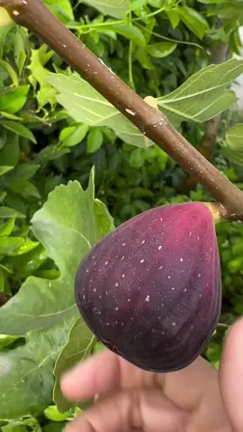 #fruitcutting #fruit #fruits #haeven 