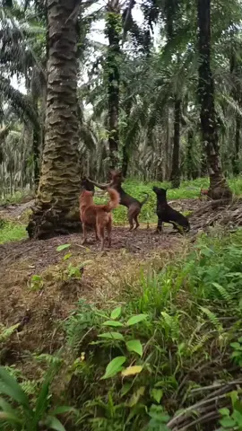 #dogs