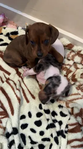 Muito fofinho 🥰  #salsichinha #Indaial #petsfofos #foryou #tiktokbrasil 