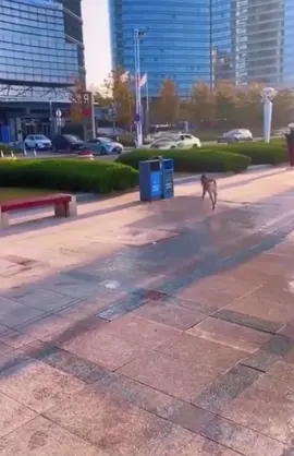 Dog cleans the ocean😊​😊​ #dog #dogs #ocean