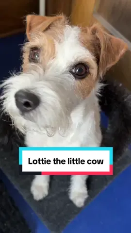 I hope everyone appreciates the amount of work my dad put into this truly absolutely ridiculous project for Lottie 🤣  #cutedog #dogsoftiktok #doglifestyle #jackrussell #terrier #littledog #dogtok 