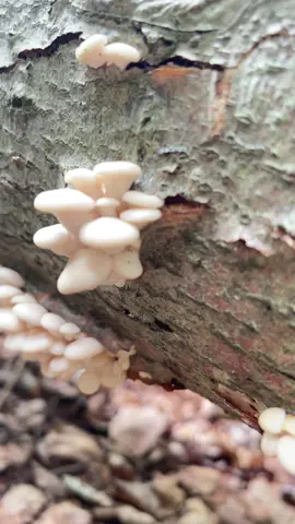 #🍄 #mushroom #oystermushrooms #เห็ดนางรม #day1 
