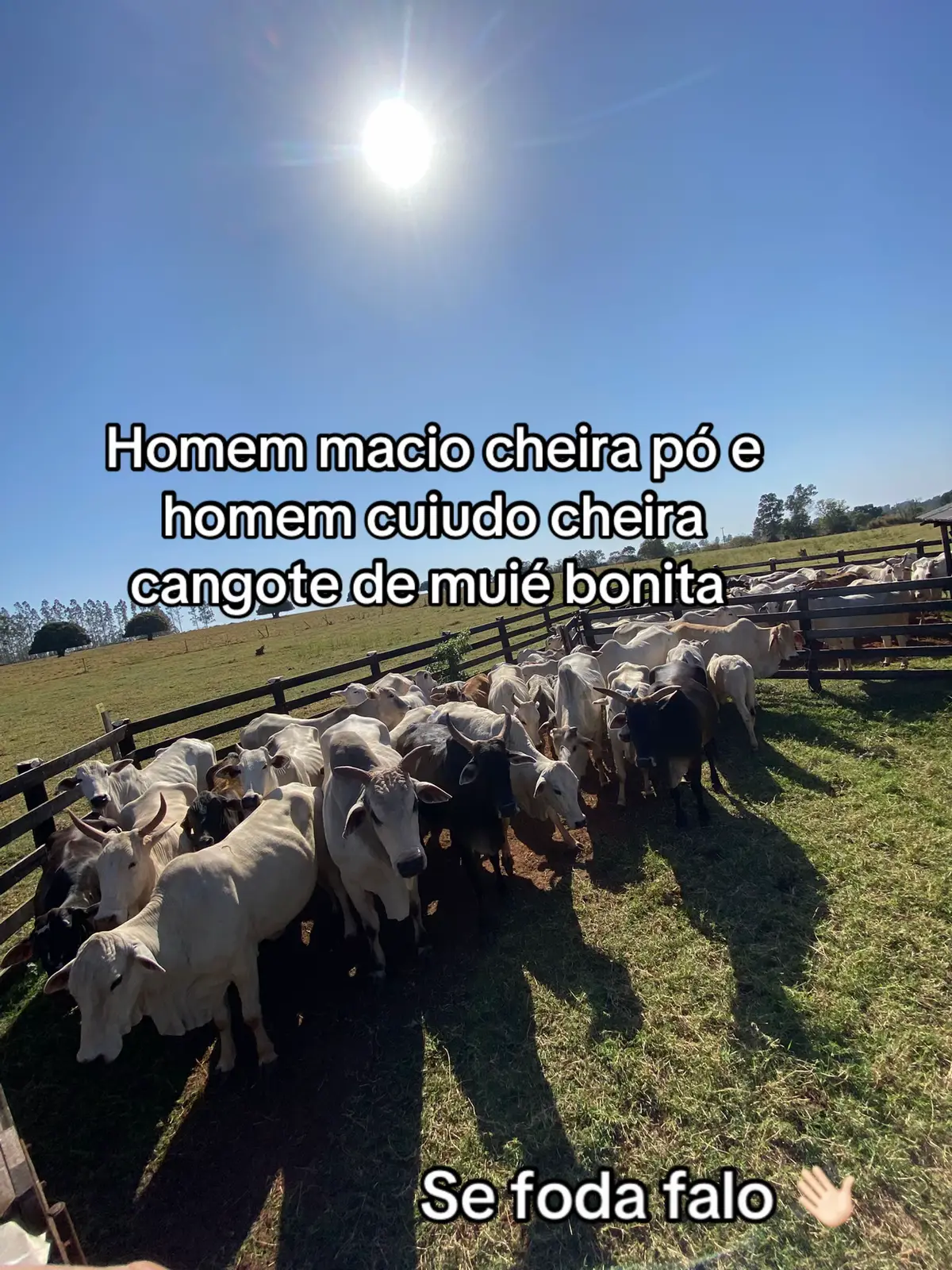 #fyp #agro #agrotaigo #cuiudo #roça 
