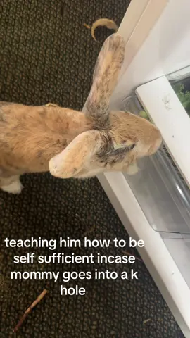 jokes. i’m a good bun mom