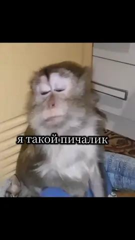 #бибизяна #бибизянки #бибизянки #monkeys #monke #обезьяна #pov #мем #рек #рекомендации #реки #fyp 
