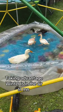 Chilly today! 🙄🙄🙄#northernmn #ducks #ducksoftiktok #swim #farmlife 