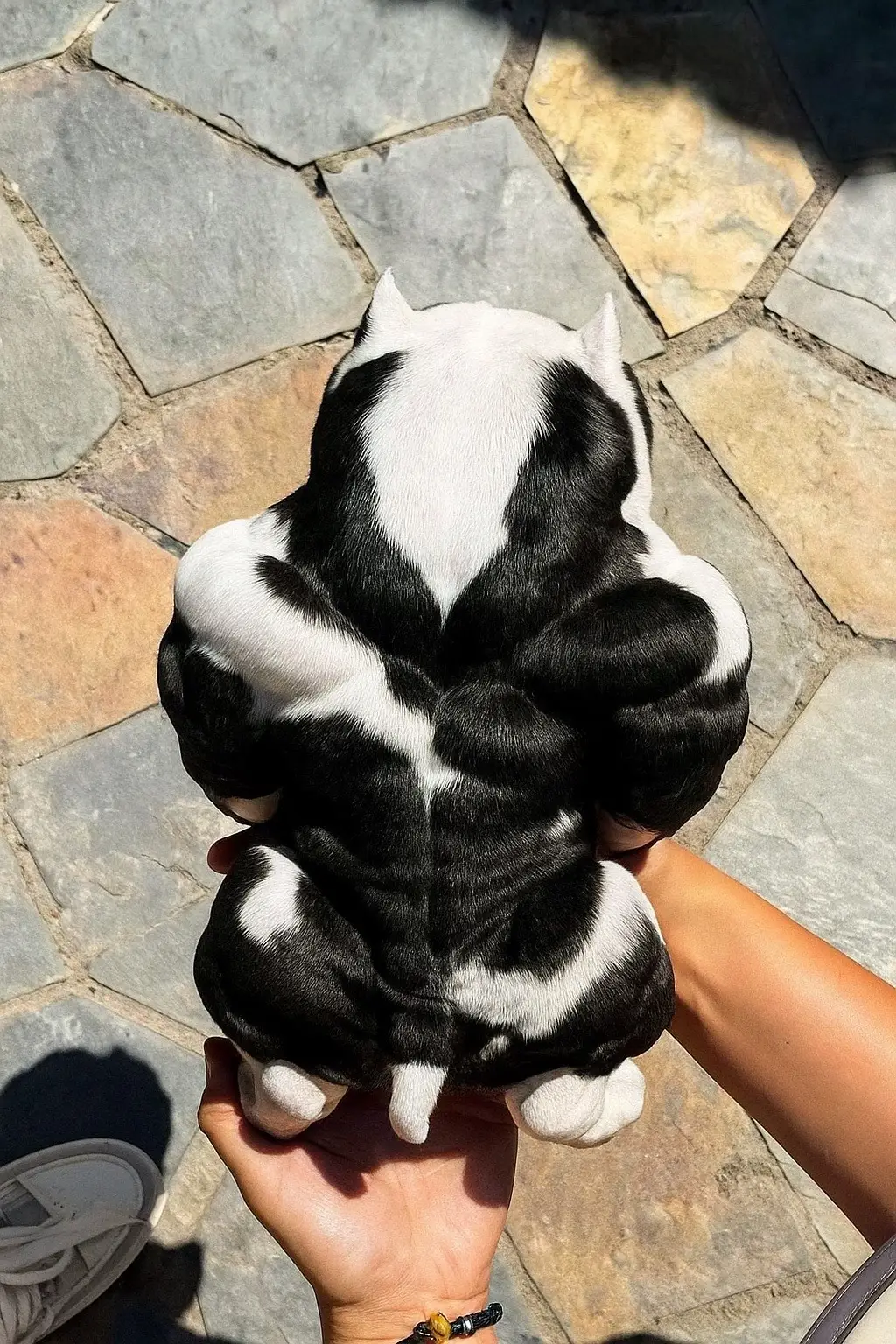 #americanbully #exoticbully #puppies #xlbully 