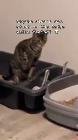 Anyone else??? And don’t say the litter isn’t clean! It is! #catsoftiktok #pets #vets #mainecoons #groomers 
