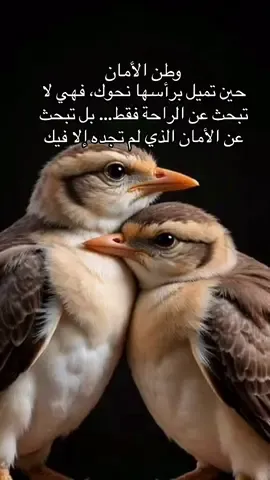 حين تميل برأسها نحوك، فهي لا تبحث عن الراحة فقط… بل تبحث عن الأمان الذي لم تجده إلا فيك#همسة❤️الروح 