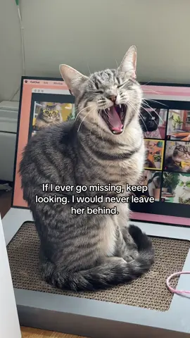 I live for this cat #taylorswift #catsoftiktok #ts12 