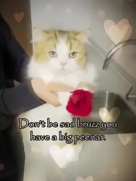 😁😁 #meme #joke #relatable #cattok 