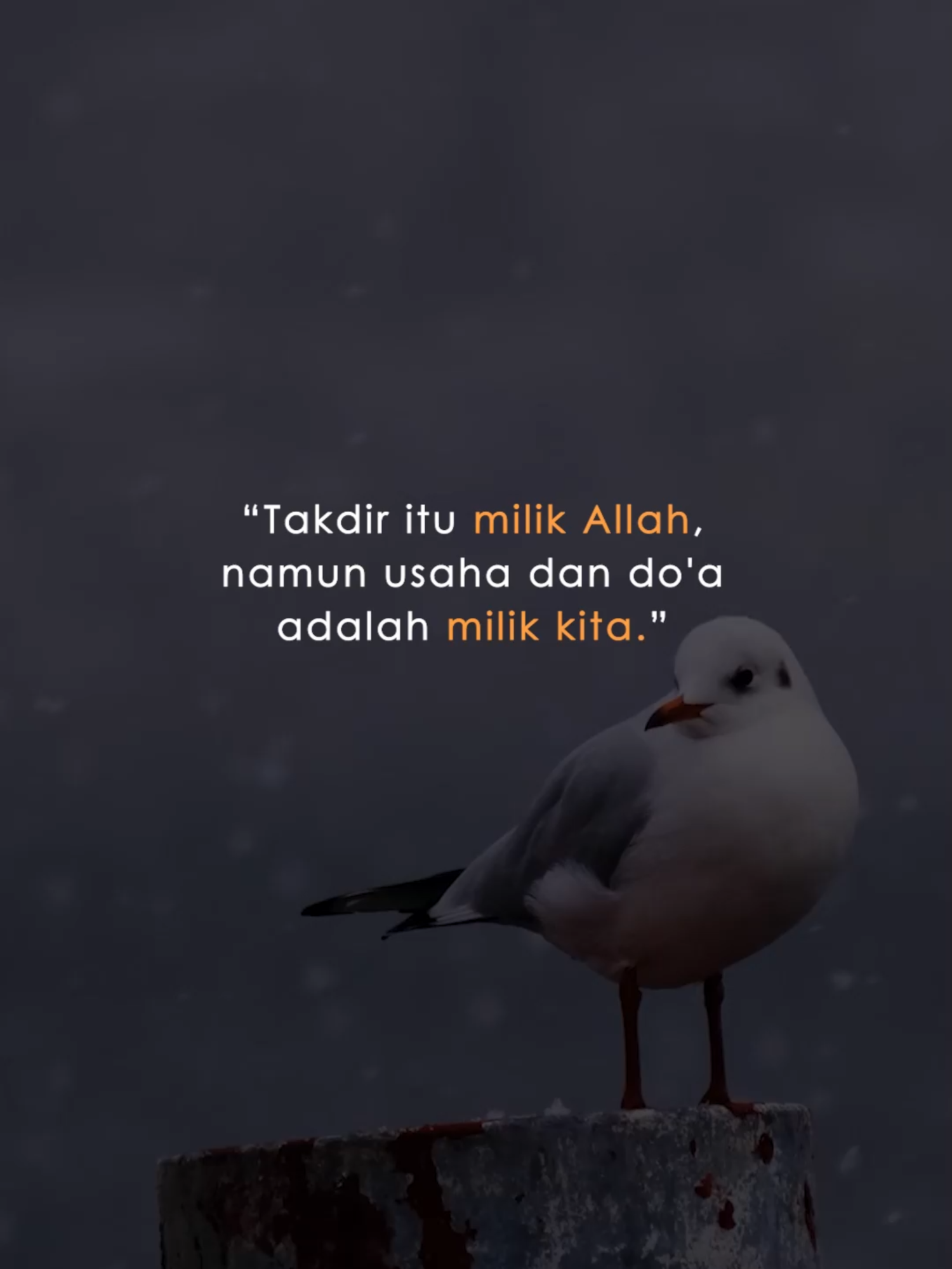 Takdir milik Allah, usaha dan doa milik kita. #motivasiislam #StatusWA #muhasabahdiri
