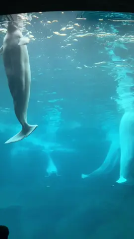 #fup #georgiaaquarium 
