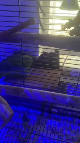 The most dramatic bird ever!😂 #ThatsJames #funnytiktok #parrotsoftiktok #babytok #viralvideo 
