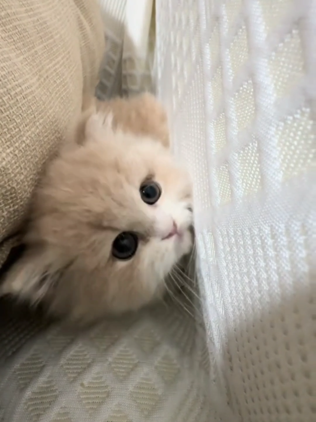 Cute baby.😊#pets #cats #kitten #cute 